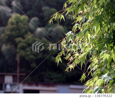 モッコウバラ 黄 モッコウバラ 黄 136776322