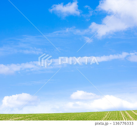 爽やかな青空が広がる初夏の北海道の風景 136776333