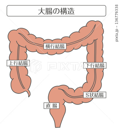 大腸の構造解剖図（結腸・直腸・肛門） 136776338