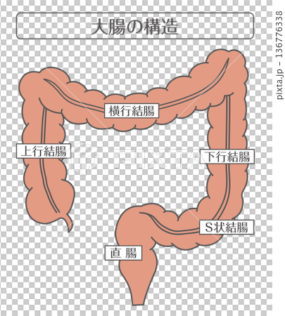 大腸の構造解剖図（結腸・直腸・肛門） 136776338