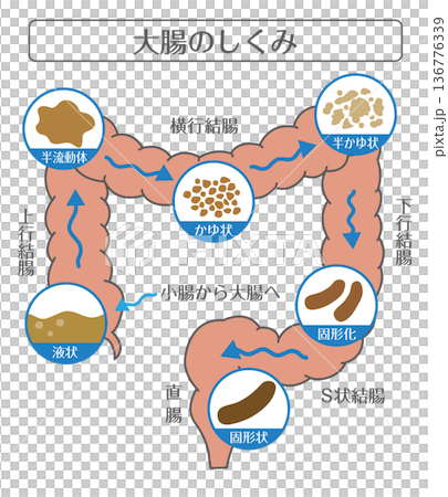 大腸の働きと水分吸収のしくみイラスト 136776339