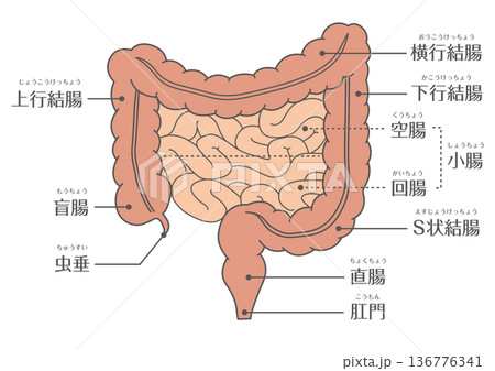 大腸と小腸の構造イラスト 消化器官の解剖図 大腸と小腸の構造イラスト 消化器官の解剖図 136776341