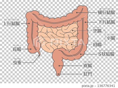 大腸と小腸の構造イラスト 消化器官の解剖図 大腸と小腸の構造イラスト 消化器官の解剖図 136776341