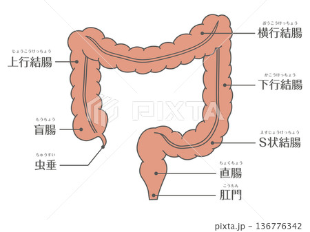 大腸の構造解剖図(結腸・直腸・肛門) 大腸の構造解剖図(結腸・直腸・肛門) 136776342