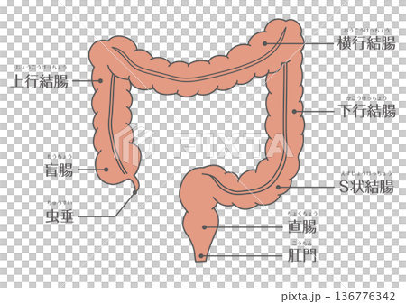 大腸の構造解剖図(結腸・直腸・肛門) 大腸の構造解剖図(結腸・直腸・肛門) 136776342