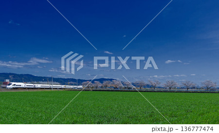 青い空と緑の大地が広がり、桜並木の横を白い列車が駆け抜ける 136777474