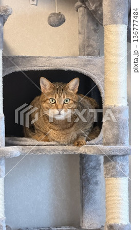 キャットタワーでくつろぐキジトラ猫 キャットタワーでくつろぐキジトラ猫 136777484