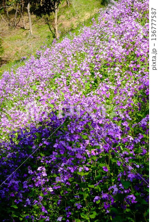 土手に紫の花咲くショカッサイ　【相模原市津久井　4月】 136777587
