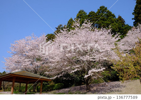 満開の桜と青空と四阿　【相模原市津久井　4月】 136777589