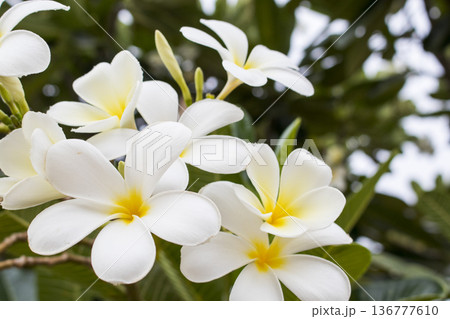 white flowers frangipani on tree local flora of asia in postcard style  136777610