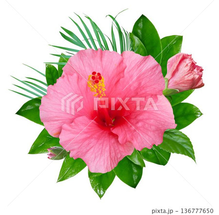 Pink Hibiscus flowers and tropical green leaves in a floral arrangement isolated on white background Pink Hibiscus flowers and tropical green leaves in a floral arrangement isolated on white background 136777650