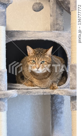 キャットタワーでくつろぐキジトラ猫 136777772
