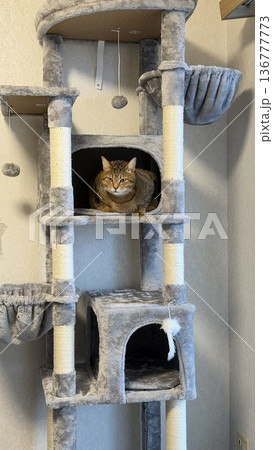 キャットタワーでくつろぐキジトラ猫 136777773