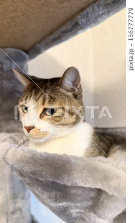 キャットタワーのハンモックでくつろぐサバトラ猫 136777779