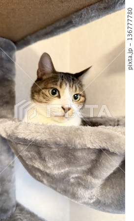 キャットタワーのハンモックでくつろぐサバトラ猫 キャットタワーのハンモックでくつろぐサバトラ猫 136777780