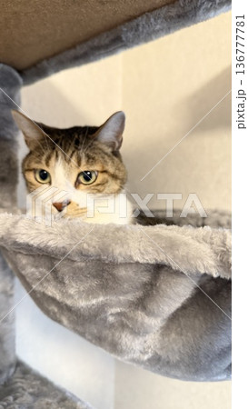 キャットタワーのハンモックでくつろぐサバトラ猫 キャットタワーのハンモックでくつろぐサバトラ猫 136777781