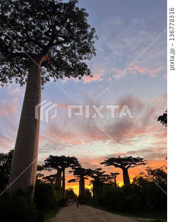 マダガスカル　とっても大きなバオバブの木　サンセット風景 136778316