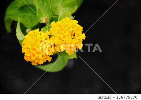 コバノランタナ 136778370