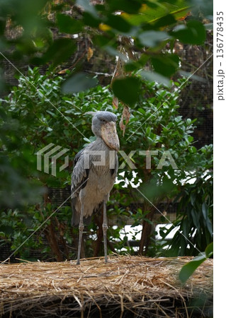 自然な環境で佇むハシビロコウの全身写真 136778435