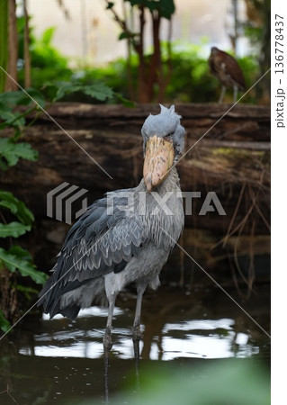クールな表情のハシビロコウ 水辺の立ち姿 136778437