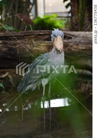 緑に囲まれたハシビロコウの立ち姿 神戸どうぶつ王国 136778438