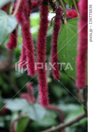 ベニヒモノキ 136778636
