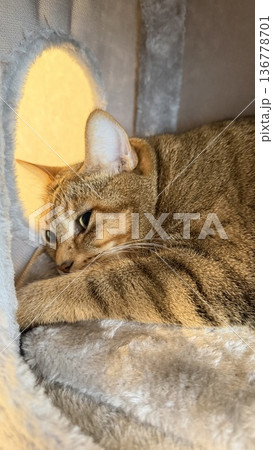キャットタワーでくつろぐキジトラ猫 136778701