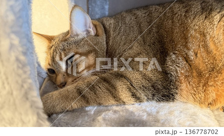 キャットタワーでくつろぐキジトラ猫 136778702