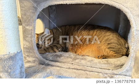 キャットタワーでくつろぐキジトラ猫 136778703