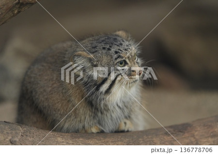 神戸どうぶつ王国のマヌルネコのアップポートレート 136778706