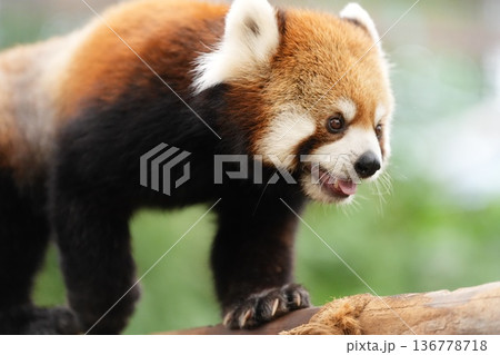 木の上を歩くレッサーパンダ 神戸どうぶつ王国 136778718