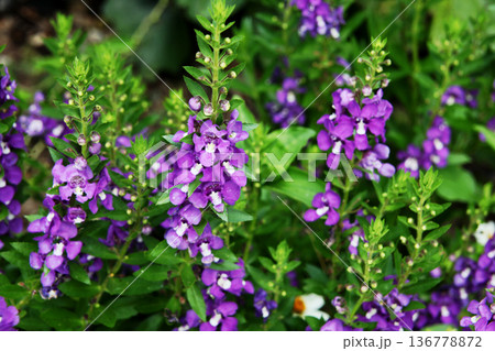 アンゲロニアの花 136778872