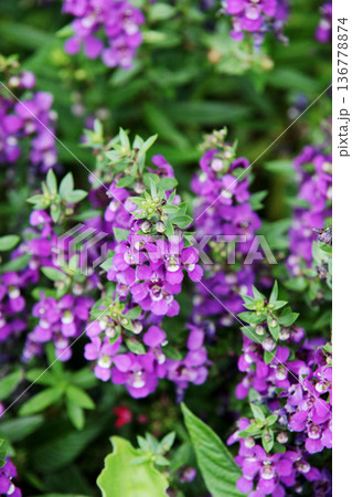 アンゲロニアの花 アンゲロニアの花 136778874