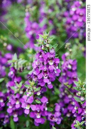 アンゲロニアの花 アンゲロニアの花 136778875
