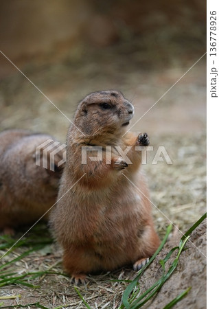 二本足で立ち上がるオグロプレーリードッグ 神戸どうぶつ王国 二本足で立ち上がるオグロプレーリードッグ 神戸どうぶつ王国 136778926