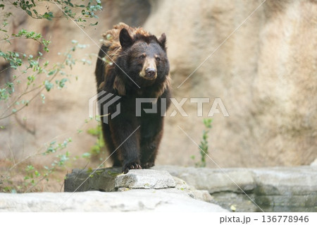 岩場を歩くアメリカクロクマ 神戸どうぶつ王国 136778946