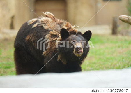 岩場を歩くアメリカクロクマ 神戸どうぶつ王国 136778947