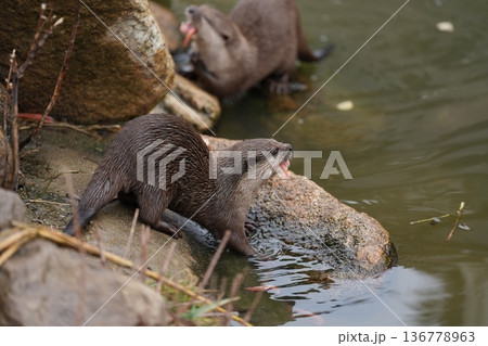 川辺の岩の上でエサをほおばるコツメカワウソ 川辺の岩の上でエサをほおばるコツメカワウソ 136778963