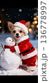 サンタの衣装を着たチワワ 136778997