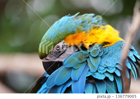 カラフルな羽が美しいルリコンゴウインコの正面ポートレート 神戸どうぶつ王国 136779005