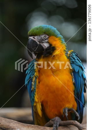 カラフルな羽が美しいルリコンゴウインコの正面ポートレート 神戸どうぶつ王国 136779006