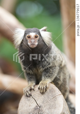 丸太の上にちょこんと座るコモンマーモセット 神戸どうぶつ王国 136779017
