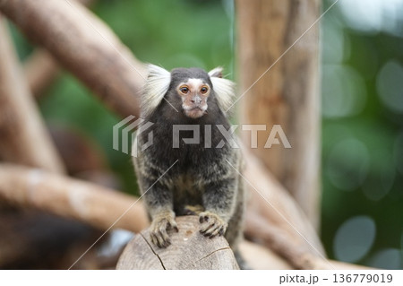 丸太の上にちょこんと座るコモンマーモセット 神戸どうぶつ王国 丸太の上にちょこんと座るコモンマーモセット 神戸どうぶつ王国 136779019