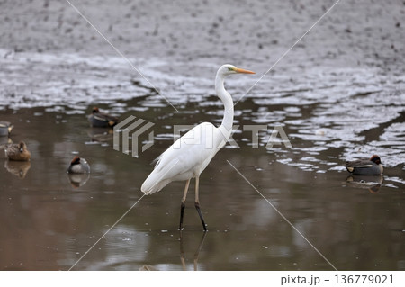沼地に生息するダイサギ 136779021