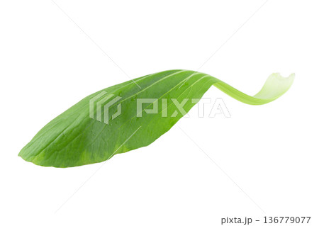 Bok choy cabbage isolated on a white background 136779077