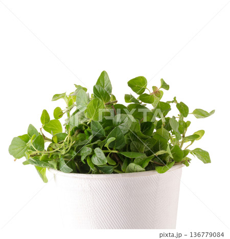 Fresh Oregano herb on a white background Fresh Oregano herb on a white background 136779084