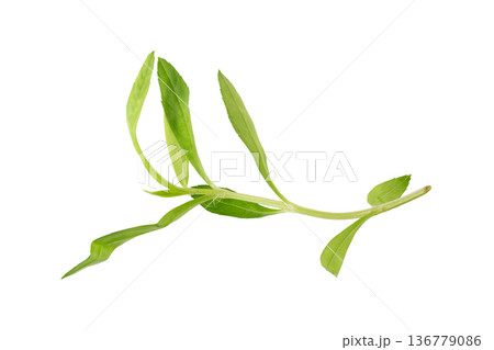 Fresh tarragon herbs, Tarragon herbs close up isolated on white background Fresh tarragon herbs, Tarragon herbs close up isolated on white background 136779086