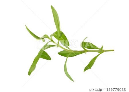 Fresh tarragon herbs, Tarragon herbs close up isolated on white background Fresh tarragon herbs, Tarragon herbs close up isolated on white background 136779088