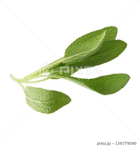 Sage plant isolated on a white background 136779090