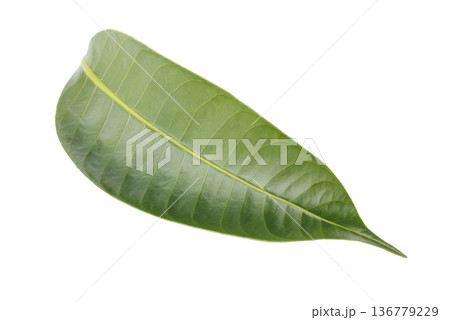 Leaves of the Marian plum isolated on a white background 136779229